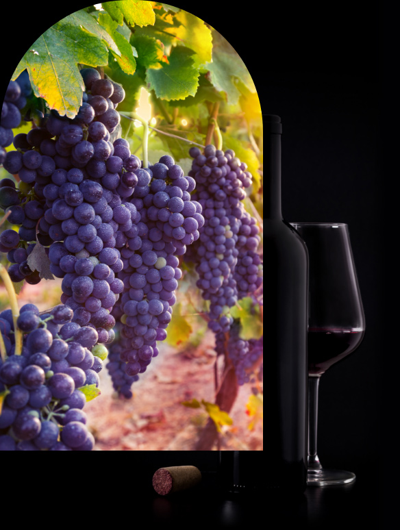 grappes_raisins_vins